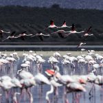 Flamingos from the Lake of Fuente de Piedra