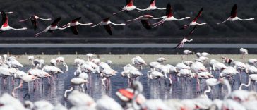 Flamingos from the Lake of Fuente de Piedra