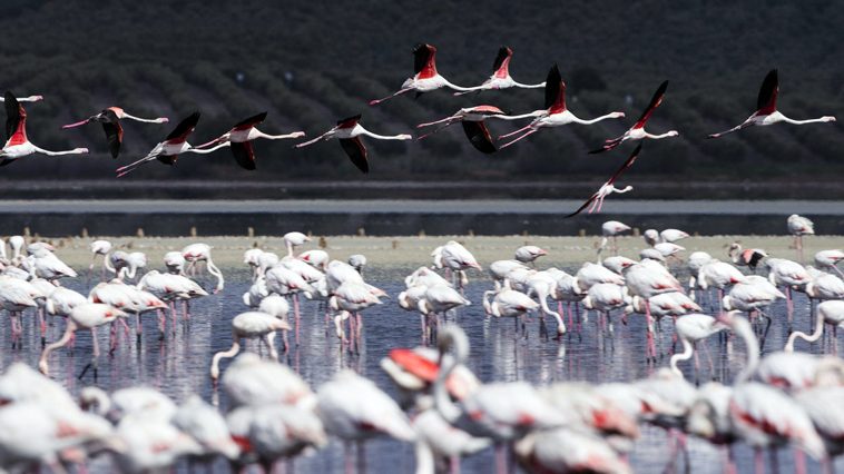 Flamingos from the Lake of Fuente de Piedra