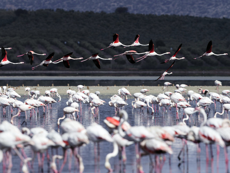 Flamingos from the Lake of Fuente de Piedra