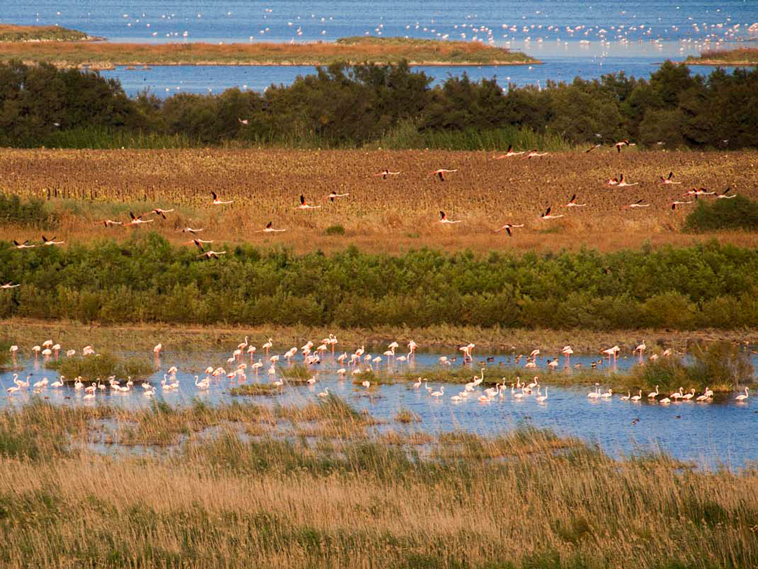 Flamingos in Fuente de Piedra Lagoon