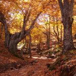 Route of the chestnut trees in Parauta