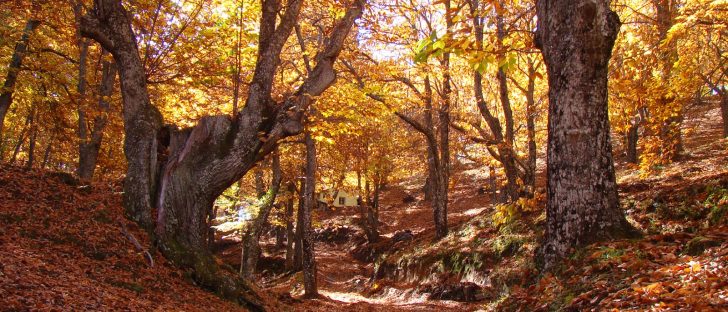 Route of the chestnut trees in Parauta