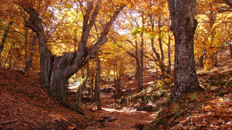 Route of the chestnut trees in Parauta