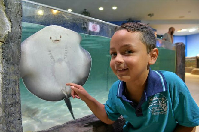 malaga-benalmadena-aquarium-ray