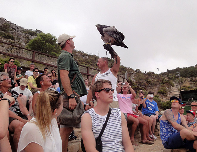 malaga-teleferico-bird-show