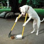 malaga-dogshit-mess-ice-cream-streets