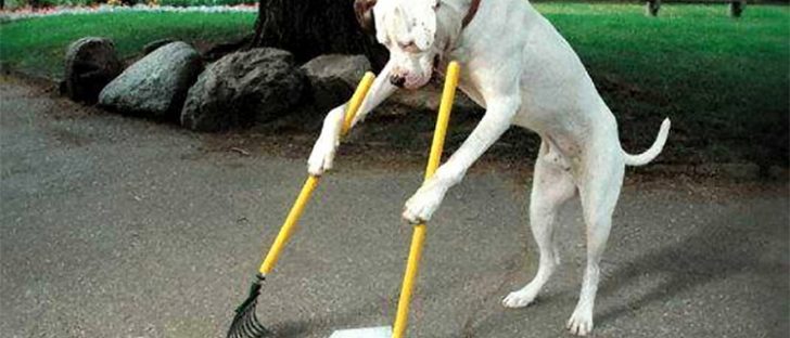 malaga-dogshit-mess-ice-cream-streets